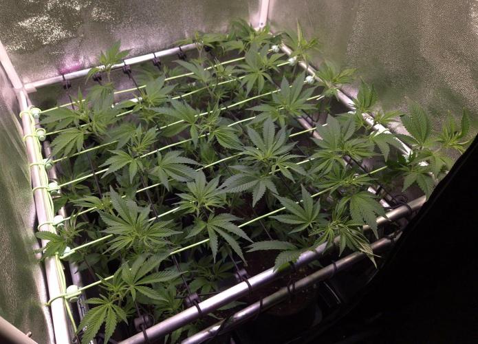 •LEMONITE • CLONES•. Week 7 - D48/6F