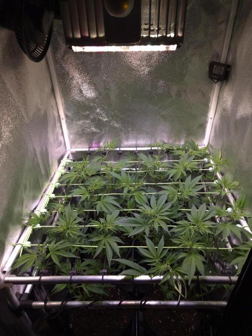 •LEMONITE • CLONES•. Week 7 - D48/6F