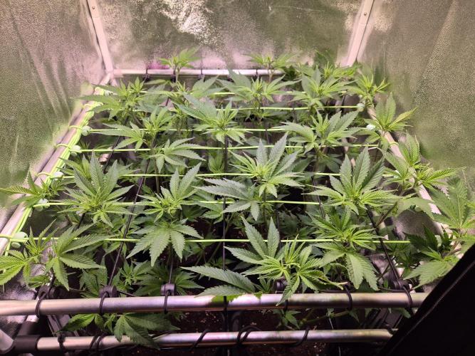 •LEMONITE • CLONES•. Week 7 - D49/7F