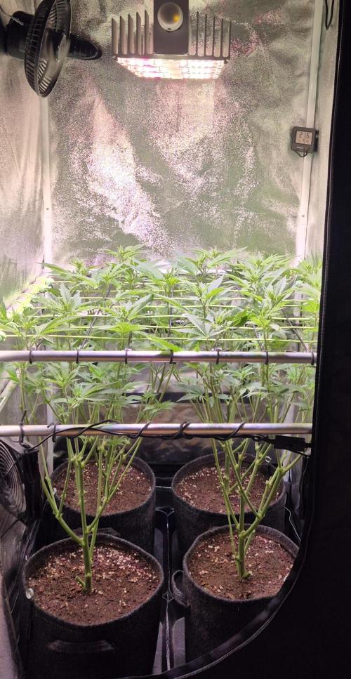 •LEMONITE • CLONES•. Week 7 - D49/7F