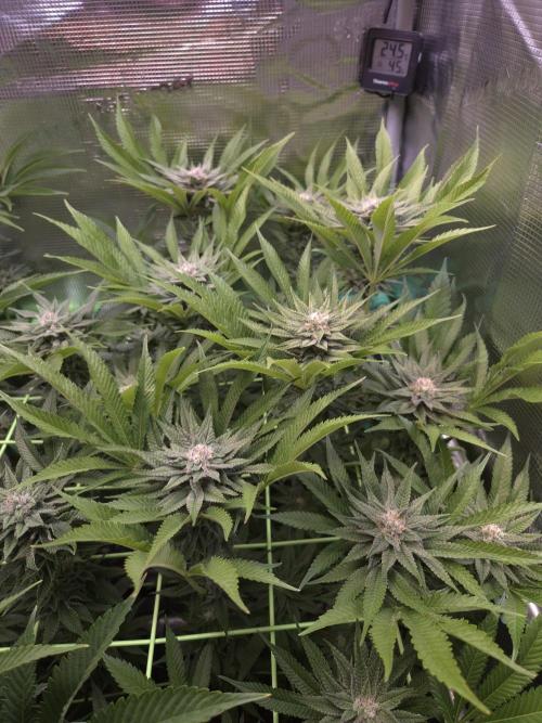 • Lemon Orange •. Week 11 - D77/35F