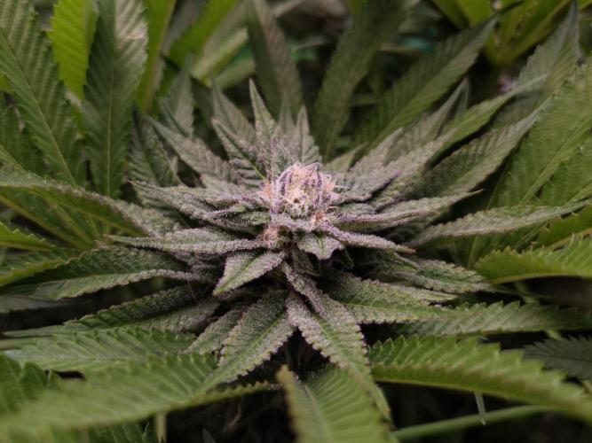 • Lemon Orange •. Week 11