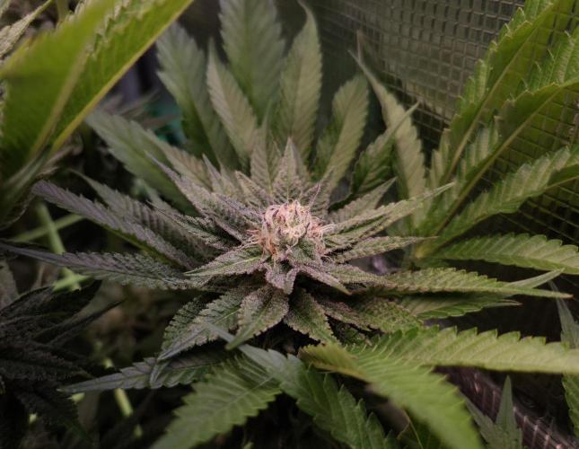 • Lemon Orange •. Week 11