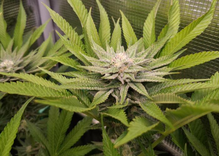 • Lemon Orange •. Week 11