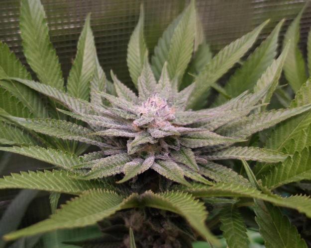 • Lemon Orange •. Week 11