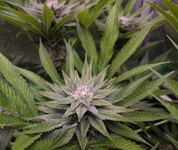 • Lemon Orange •. Week 11