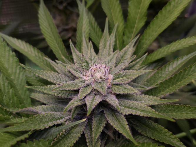 • Lemon Orange •. Week 11