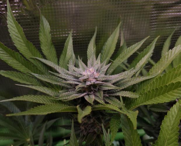 • Lemon Orange •. Week 11