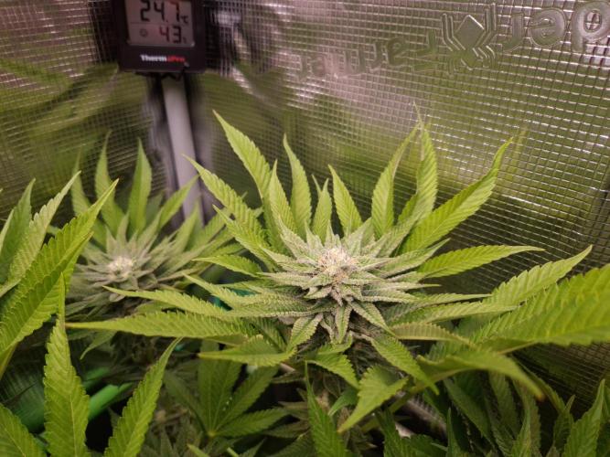 • Lemon Orange •. Week 11