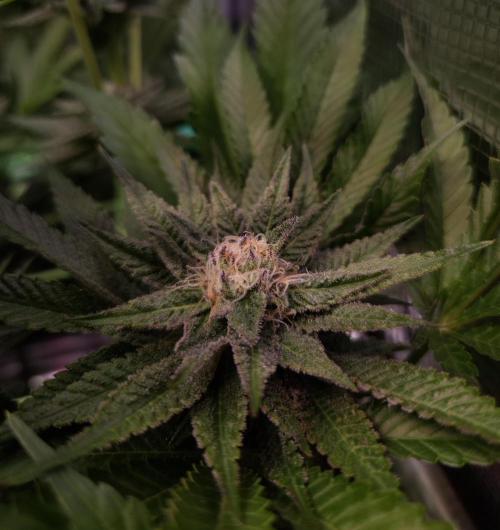 • Lemon Orange •. Week 11