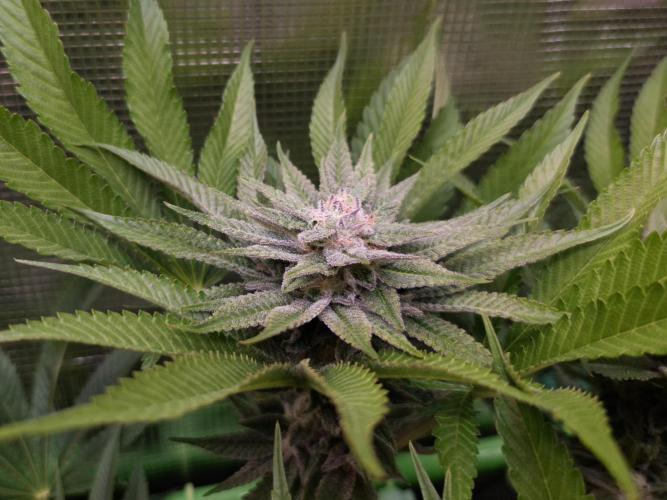 • Lemon Orange •. Week 11