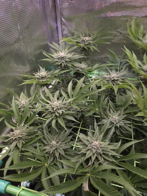 • Lemon Orange •. Week 11 - D77/35F