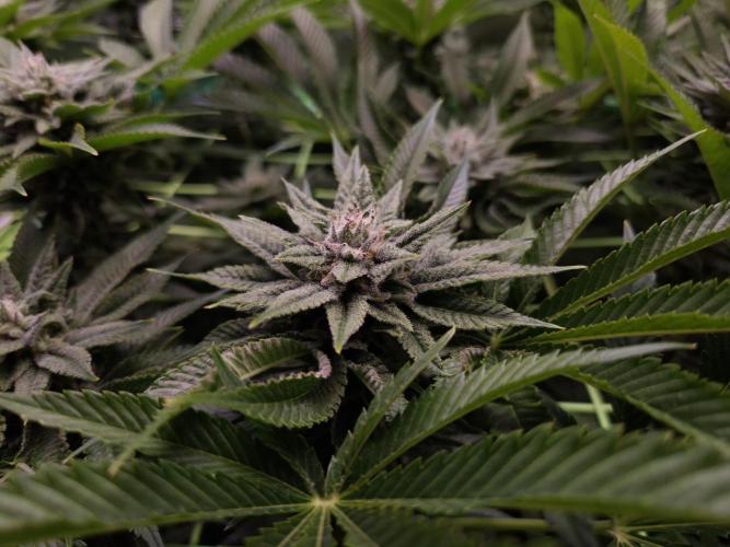 • Lemon Orange •. Week 11