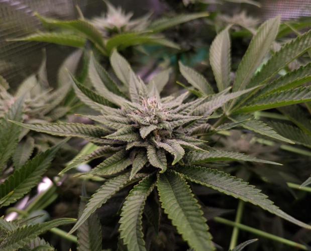 • Lemon Orange •. Week 11