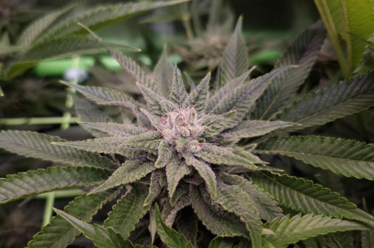 • Lemon Orange •. Week 11