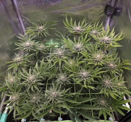 • Lemon Orange •. Week 11 - D77/35F