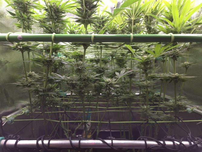 • Lemon Orange •. Week 11