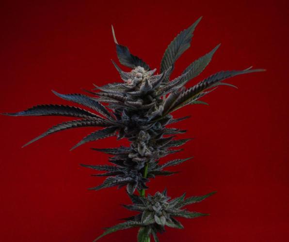 •WC×BBC • Lemonite•. Week 17 - Final shots