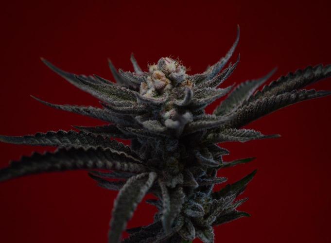 •WC×BBC • Lemonite•. Week 17