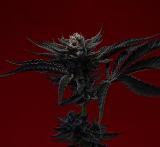 •WC×BBC • Lemonite•. Week 17