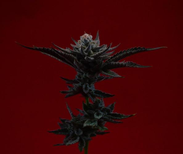 •WC×BBC • Lemonite•. Week 17