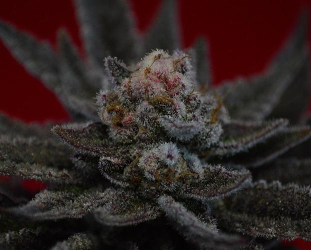 •WC×BBC • Lemonite•. Week 17