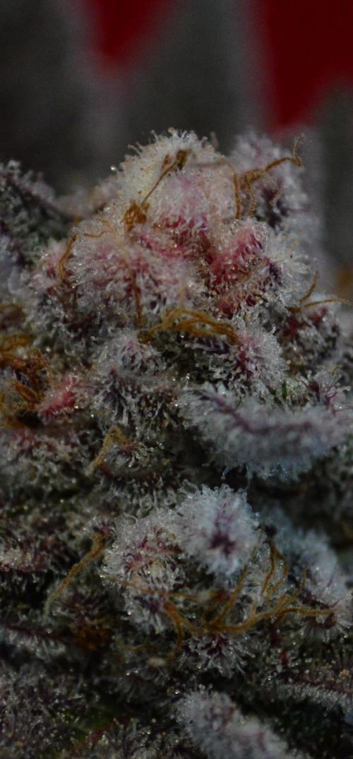 •WC×BBC • Lemonite•. Week 17