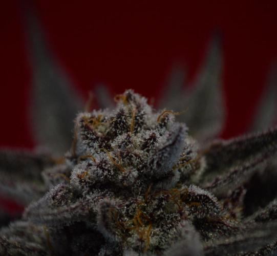 •WC×BBC • Lemonite•. Week 17