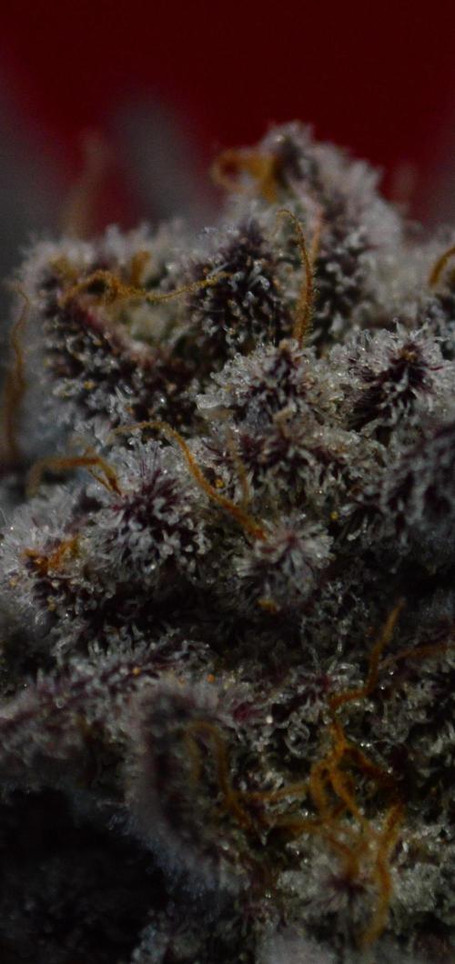 •WC×BBC • Lemonite•. Week 17