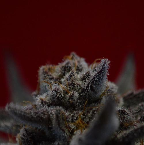 •WC×BBC • Lemonite•. Week 17