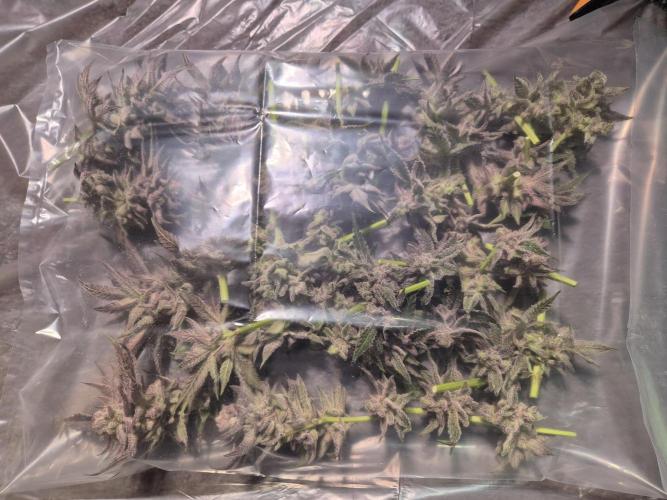 •WC×BBC • Lemonite•. Week 17