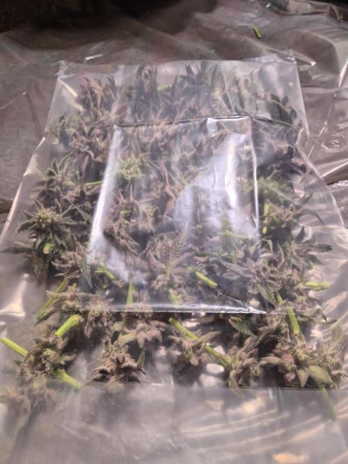 •WC×BBC • Lemonite•. Week 17