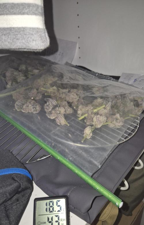 •WC×BBC • Lemonite•. Week 17