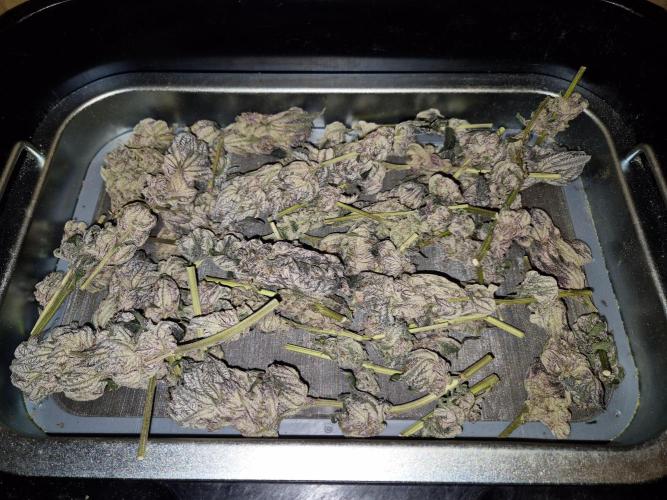 •WC×BBC • Lemonite•. Week 17