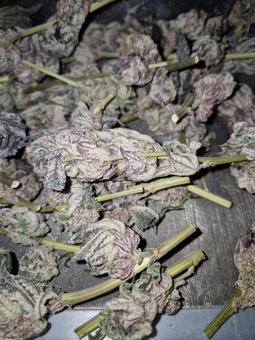 •WC×BBC • Lemonite•. Week 17