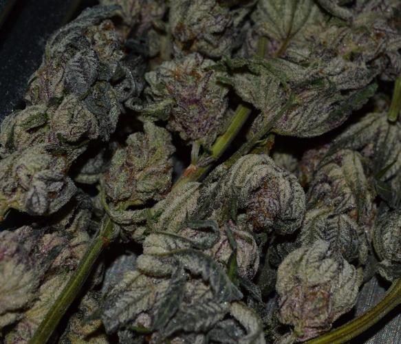 •WC×BBC • Lemonite•. Week 17