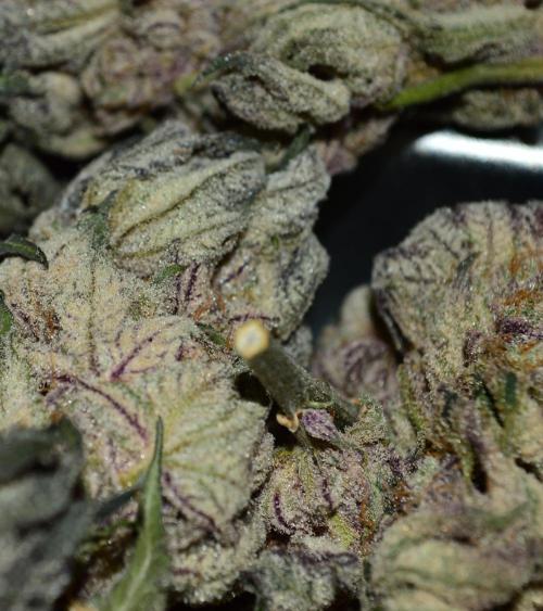 •WC×BBC • Lemonite•. Week 17