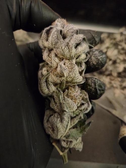 •WC×BBC • Lemonite•. Week 17