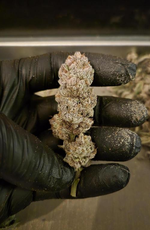 •WC×BBC • Lemonite•. Week 17