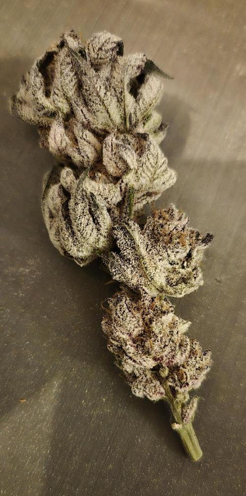 •WC×BBC • Lemonite•. Week 17