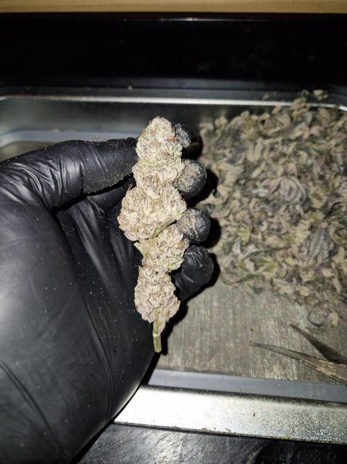 •WC×BBC • Lemonite•. Week 17