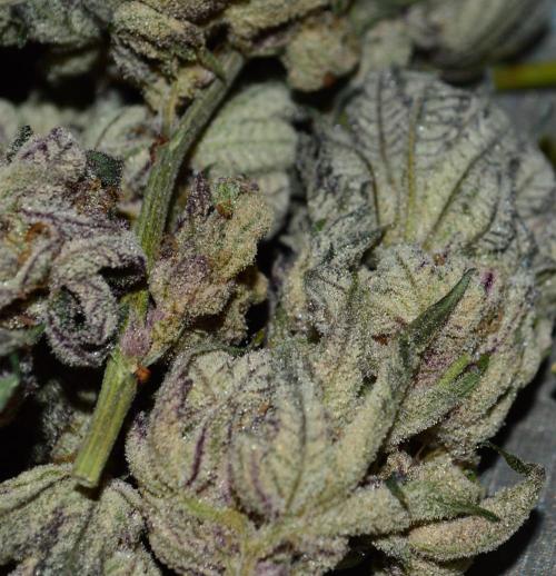 •WC×BBC • Lemonite•. Week 17