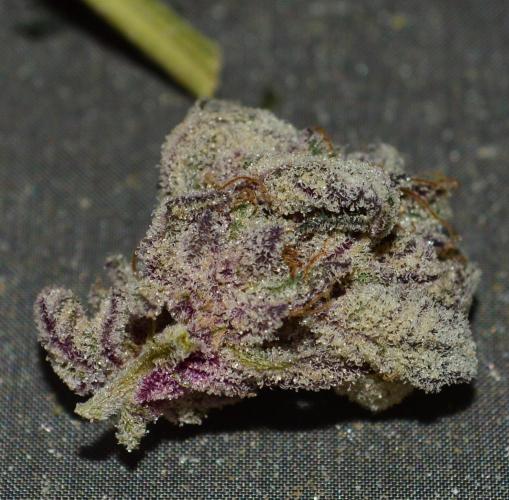 •WC×BBC • Lemonite•. Week 17