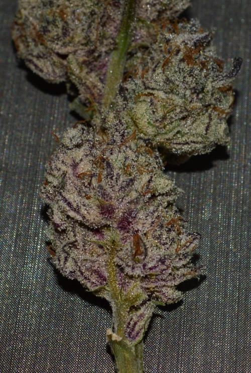 •WC×BBC • Lemonite•. Week 17