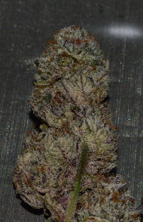 •WC×BBC • Lemonite•. Week 17