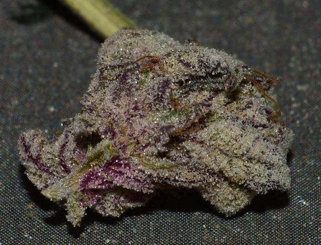 •WC×BBC • Lemonite•. Week 17