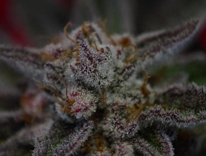 •WC×BBC • Lemonite•. Week 17