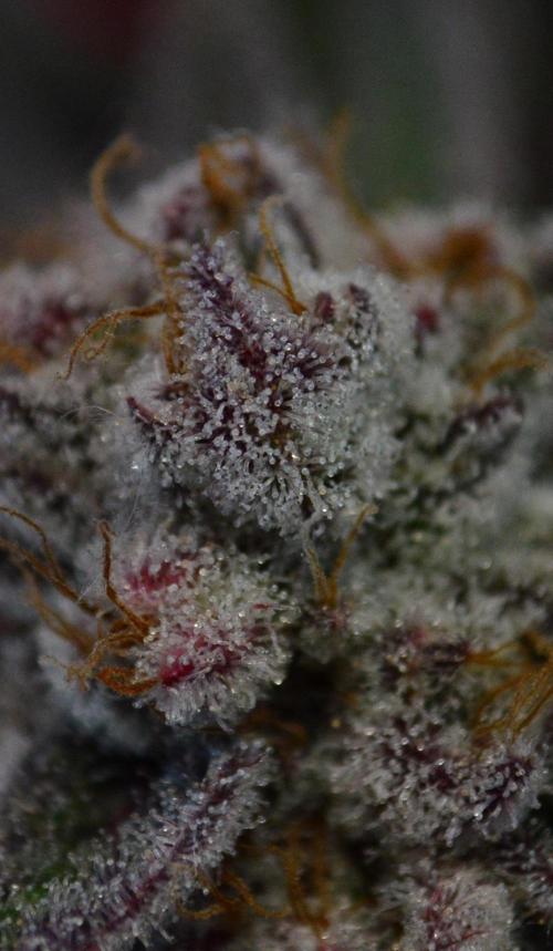 •WC×BBC • Lemonite•. Week 17