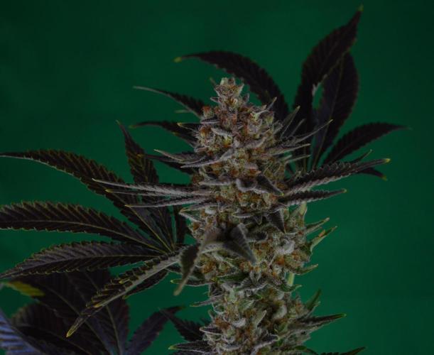 •WC×BBC • Lemonite•. Week 16