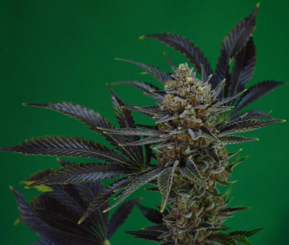 •WC×BBC • Lemonite•. Week 16